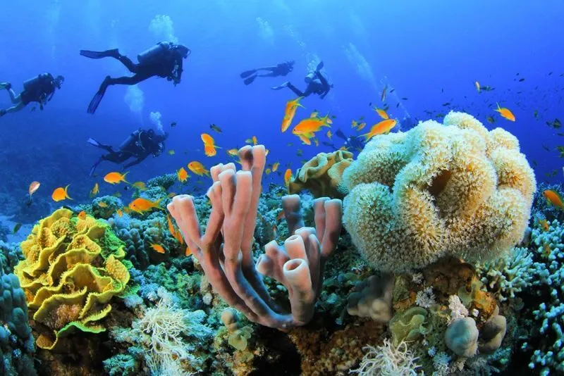 SHARM EL SHEIKH DALIŞ TURU